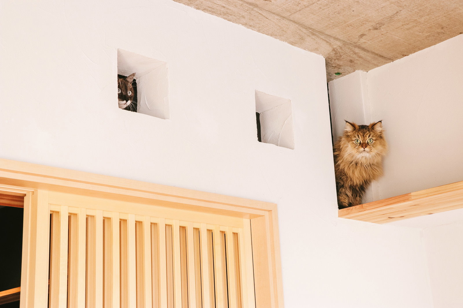 壁の穴から顔を出す2匹の猫