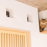 いたずらがバレた時の猫の表情を御覧ください、壁の穴から隠れて覗く猫たちの写真