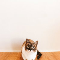 床に座る猫との日常のくらし、ブラウンタビーの飼い猫の写真