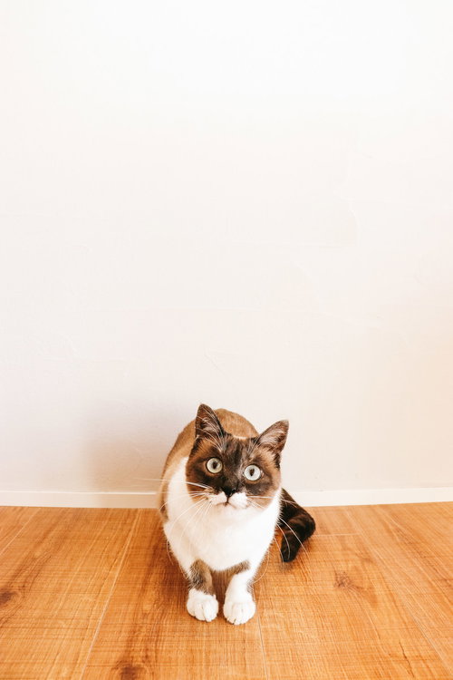 床に座る猫との日常のくらし、ブラウンタビーの飼い猫