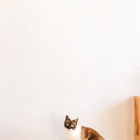 白と茶色の猫が室内フロアに座っている生活の写真