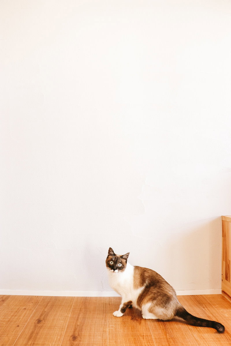 木の床に座ってこちらを見上げる白茶の猫［モデル：プー］