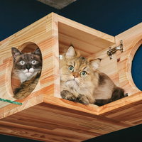 キャットボックスてんこ盛り・2匹の猫が顔を出す木製ハウスの写真