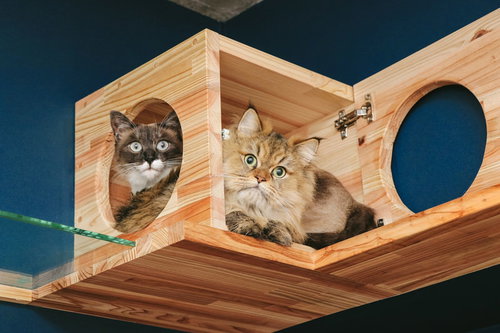 キャットボックスてんこ盛り・2匹の猫が顔を出す木製ハウス