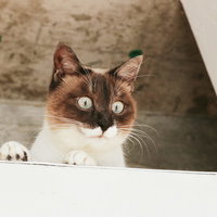 屋根裏から顔を出す好奇心旺盛な茶白にゃんこの写真