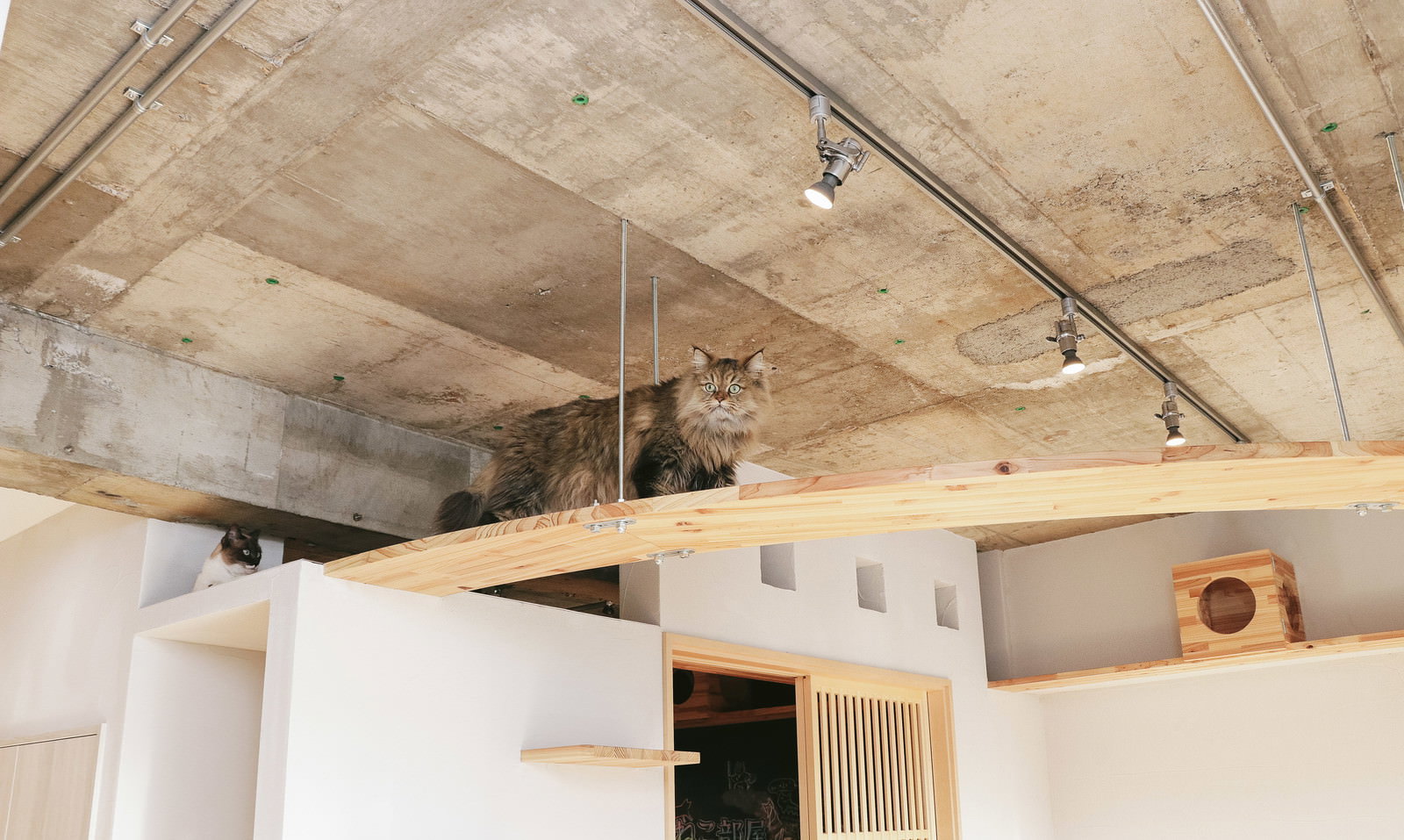 木製の梁の上でくつろぐ茶トラの長毛猫