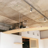 キャットウォークを優雅に歩くペルシャ猫の室内風景の写真