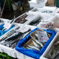新鮮な魚が並ぶ港の朝市の鮮魚売り場｜いすみ市の漁港で撮影の写真