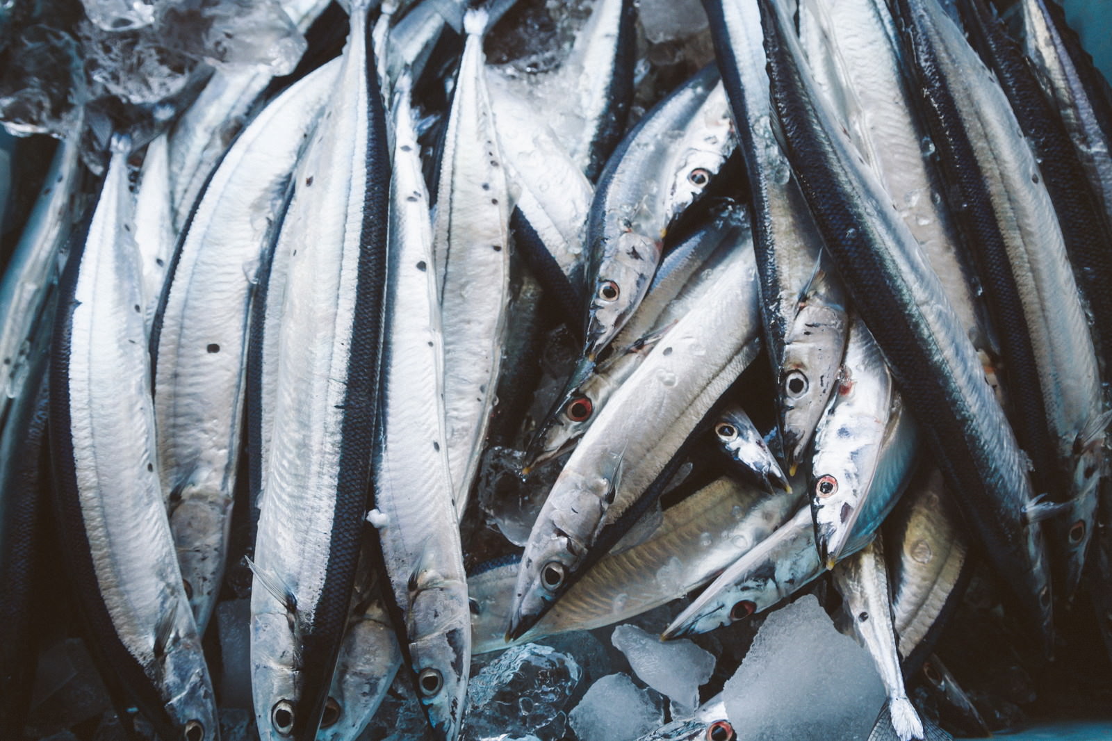 朝市に重なるように並べられた新鮮な秋刀魚