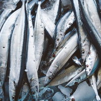 朝市に並ぶ新鮮な秋刀魚の写真