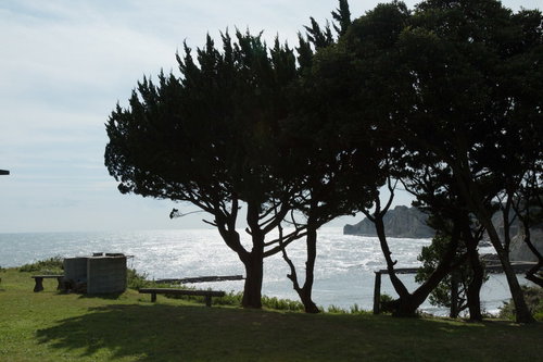 いすみ市小浜城跡の海を見下ろす古木と海岸景観の写真