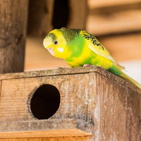 寝込んで巣穴から出てこない友人を心配する黄緑色のインコの写真