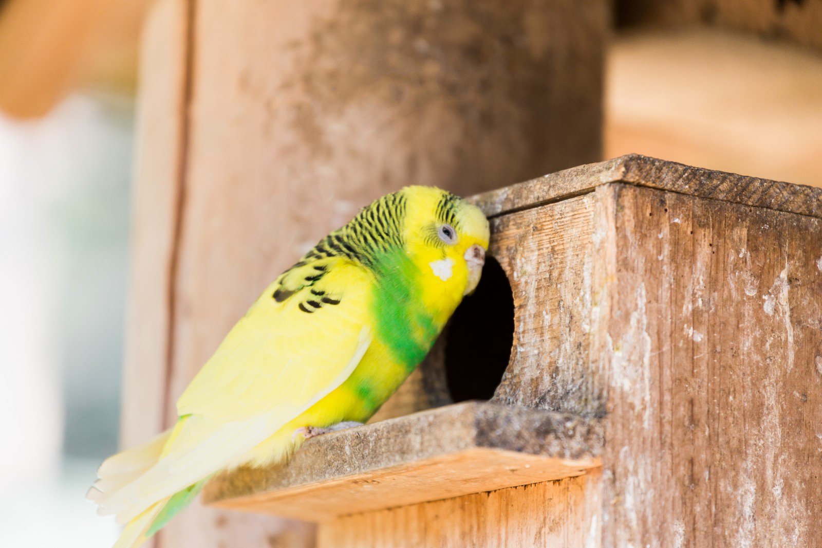 古い木製の巣箱から顔を出す黄緑色のセキセイインコ