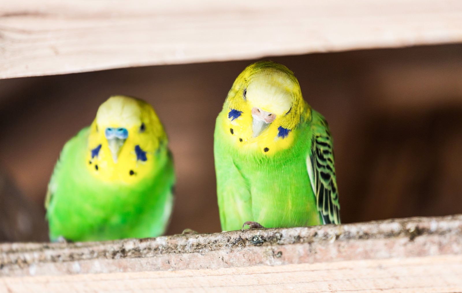 止まり木に並んで正面を向くセキセイインコ2羽