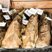 大原中央商店街で販売される収穫したばかりの大きく新鮮なたけのこの写真