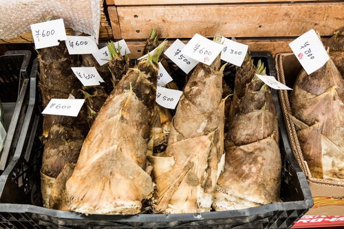 大原中央商店街で販売される収穫したばかりの大きく新鮮なたけのこ