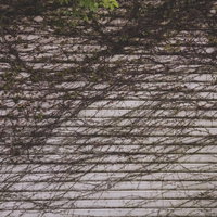 蔦が生い茂るシャッター｜大原中央商店街の廃店舗の写真