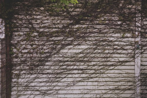 蔦が生い茂るシャッター｜大原中央商店街の廃店舗