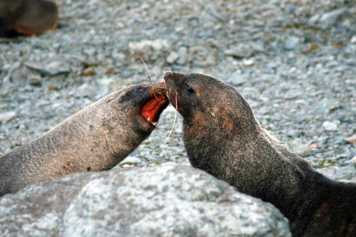 アザラシ同士の激しい喧嘩とバトル、テリトリー争いとオスの対立