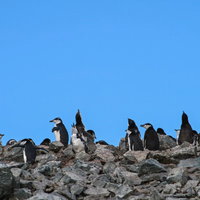 岩場に群生するヒゲペンギンの群れの休息風景の写真