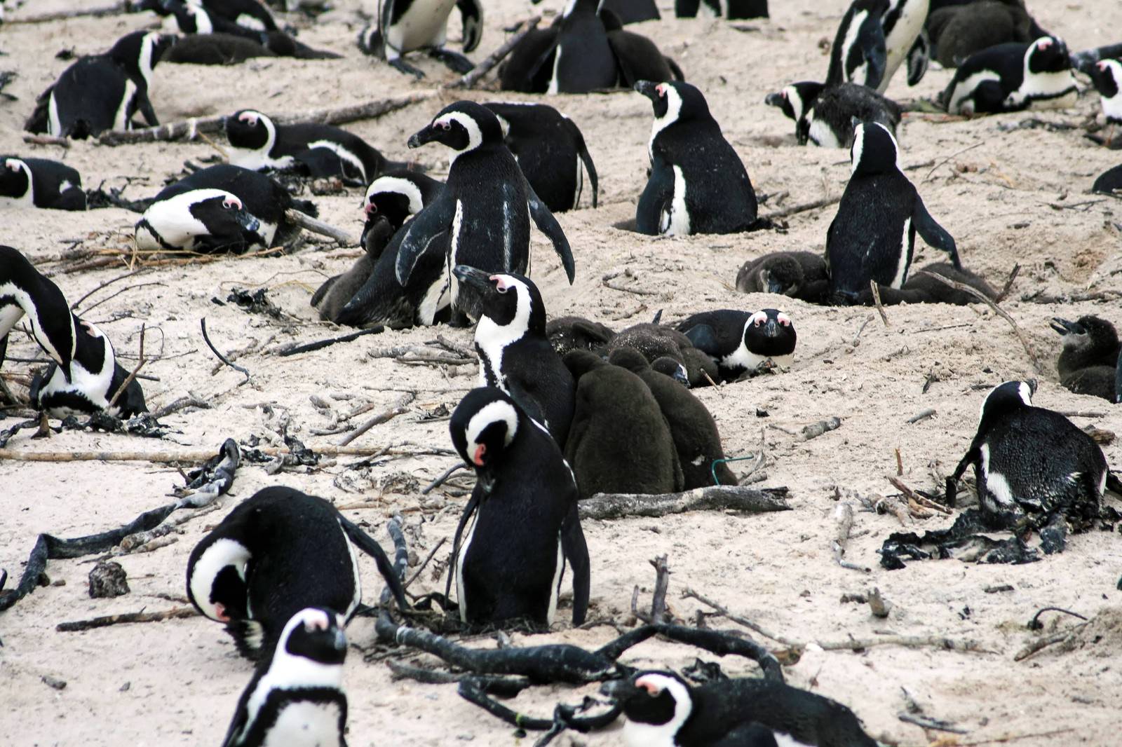 砂浜に集まり、卵を温めるペンギンの群れ