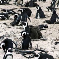 砂浜で卵を温めるペンギンコロニーの大規模な群生繁殖の写真