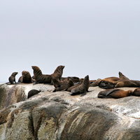 岩場に休む複数のアザラシの群れ、海棲哺乳類の野生動物の写真
