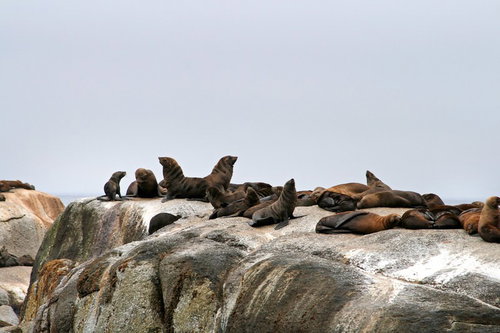 岩場に休む複数のアザラシの群れ、海棲哺乳類の野生動物