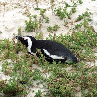 浜辺の砂浜で産卵するペンギンの野生動物生態の写真