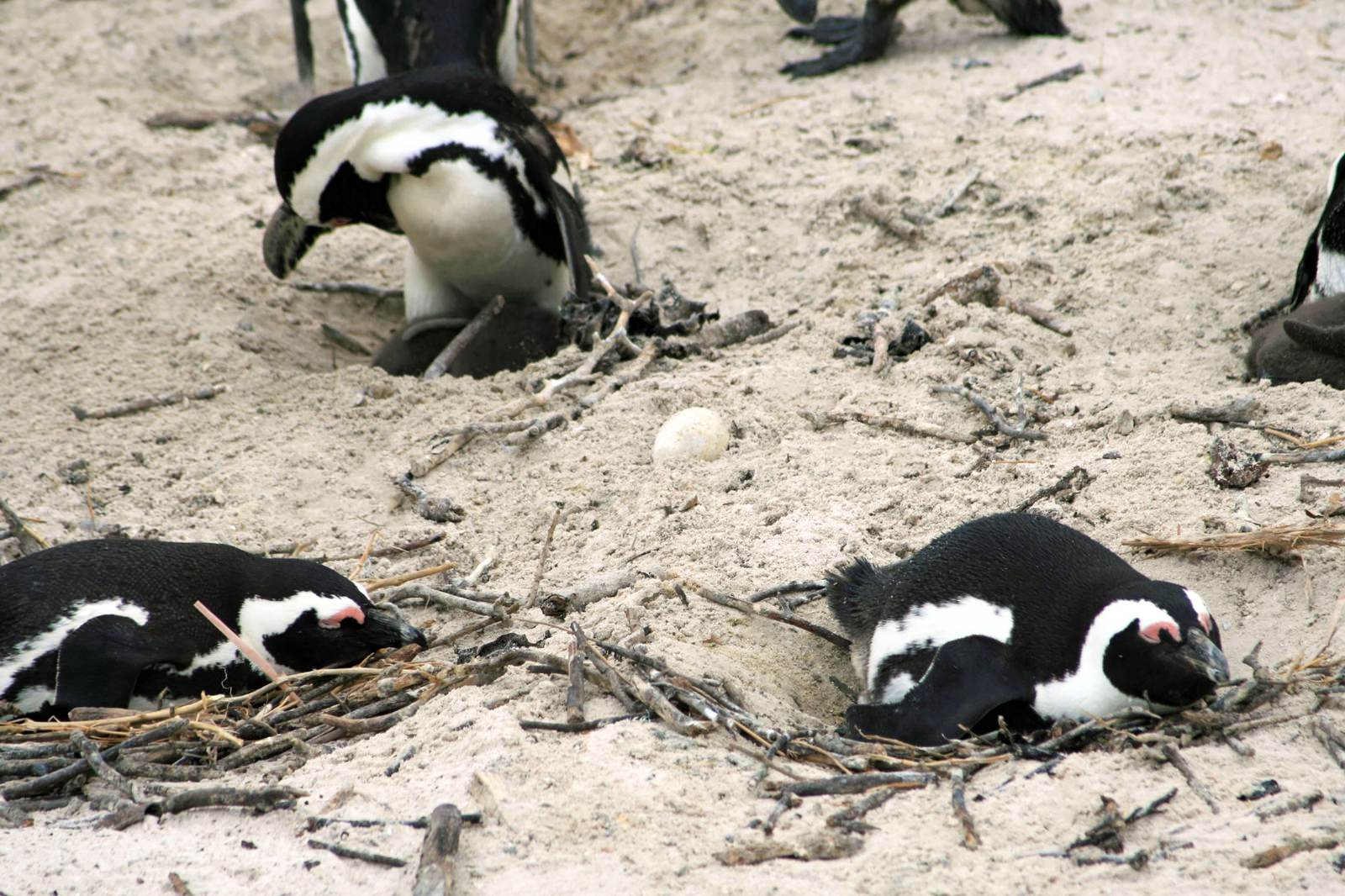 砂浜で卵を温める複数のペンギン。黒と白の体をした鳥が身を低くしている