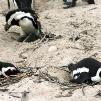 砂浜で卵を温めるペンギンの群れの繁殖風景の写真