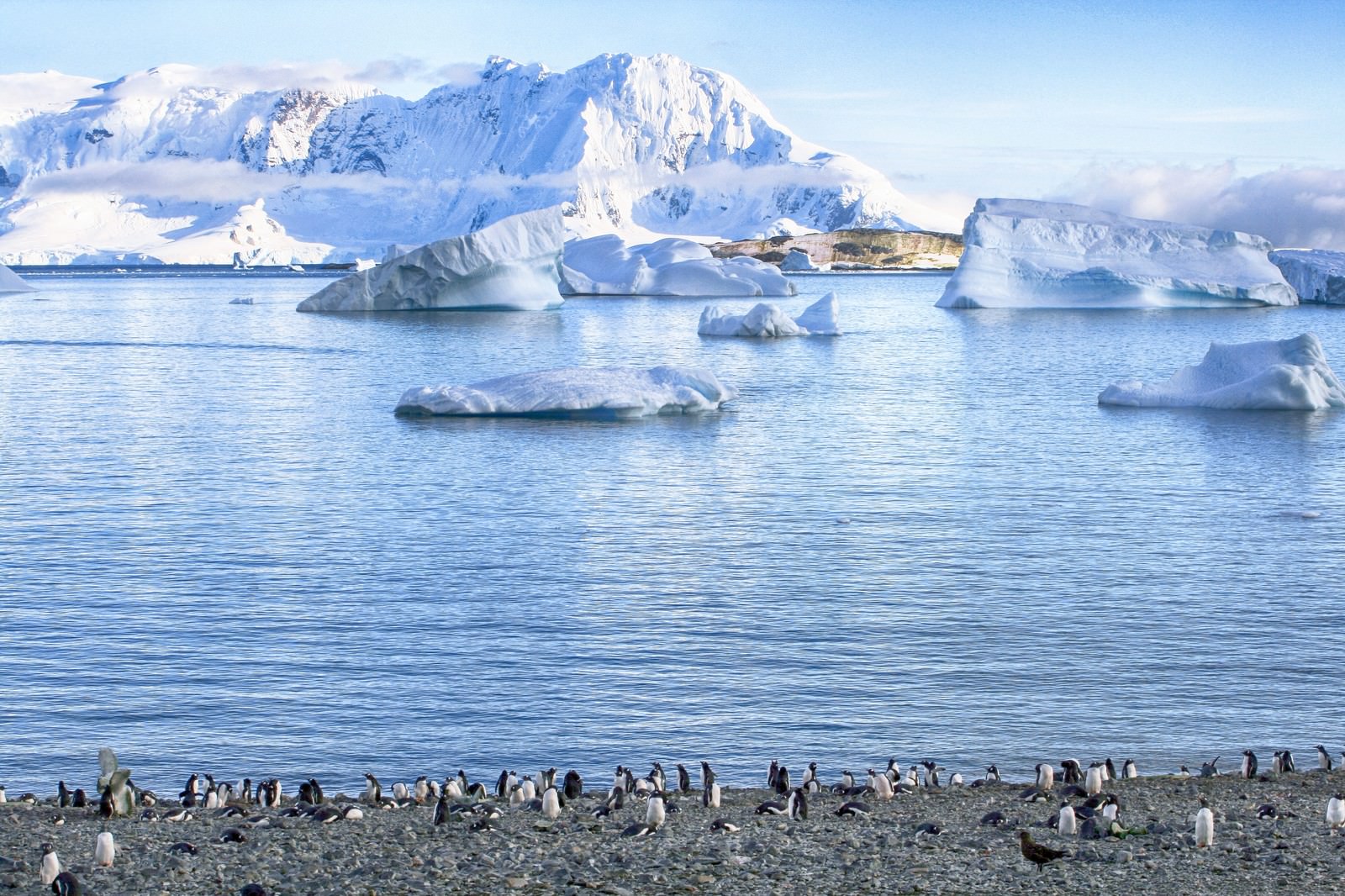 南極の海岸に集まるペンギンの群れと背景の氷河
