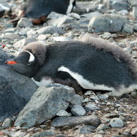 換羽中のペンギン、石の多い南極の地面に横たわる幼鳥の写真