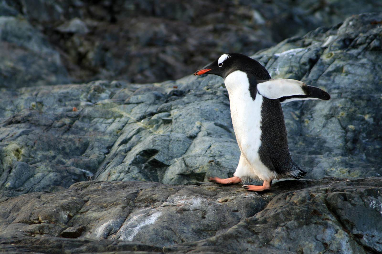 岩場を走るペンギン。黒い上半身と白い腹部、オレンジ色のくちばしと脚をしている。