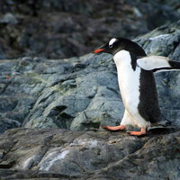 岩場を走るペンギンの野生動物写真 黒と白の羽毛の写真
