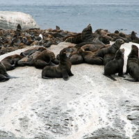 ものすごいアザラシの群れが休む南極の海岸の写真