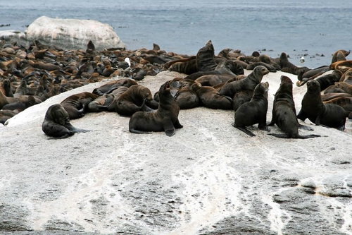 ものすごいアザラシの群れが休む南極の海岸