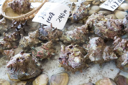 Fresh Turban Shells from Ohara, Chiba (Morning Catch at the Harbor)