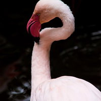 S字に首を曲げたピンクのフラミンゴの写真