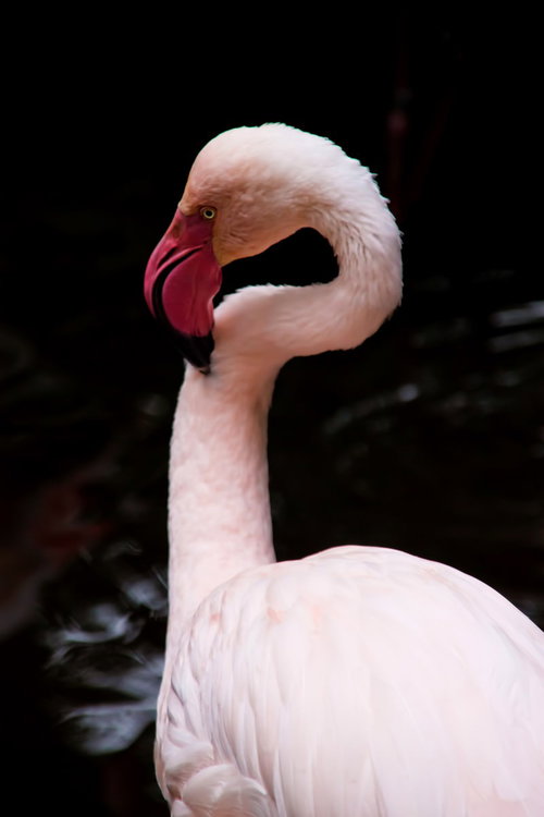 S字に首を曲げたピンクのフラミンゴ