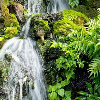 苔むした岩の間を白く流れ落ちる水の写真