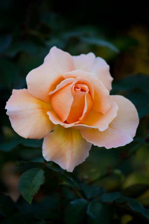 オレンジと黄色が混ざるジャストジョイの薔薇