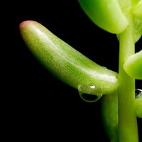 水滴が光る緑の多肉植物のクローズアップの写真