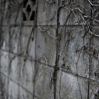 緑のツタが這い上がるブロック塀の壁面の写真