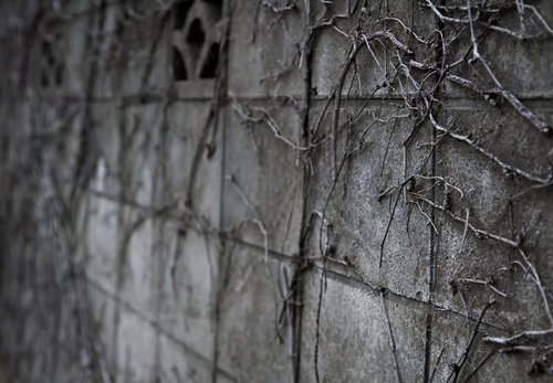 緑のツタが這い上がるブロック塀の壁面