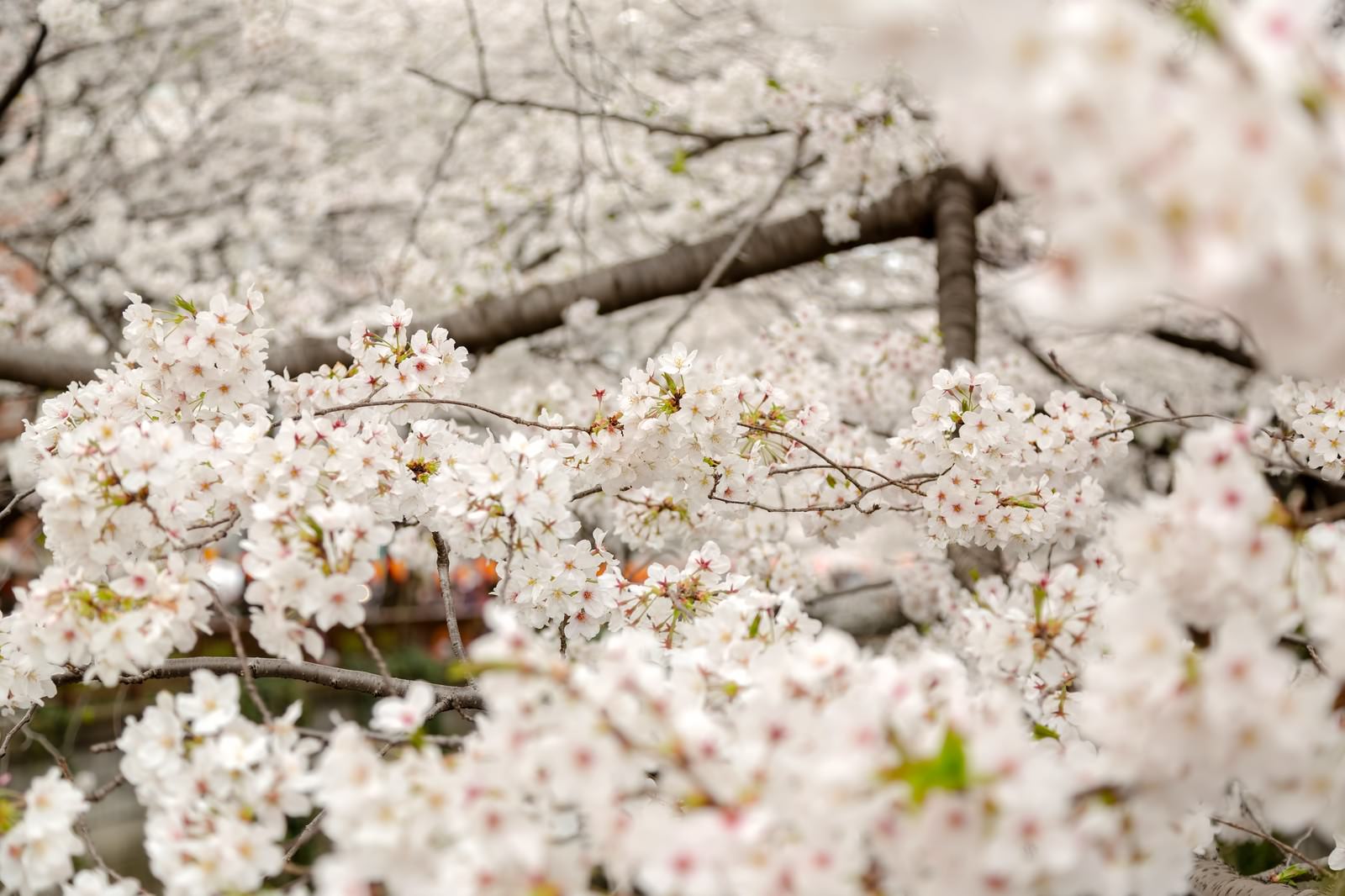 つぼみが開き始める春の始まりの桜