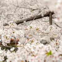 つぼみが膨らみ始めて花が一輪ずつ開く春の始まりの桜の枝の写真