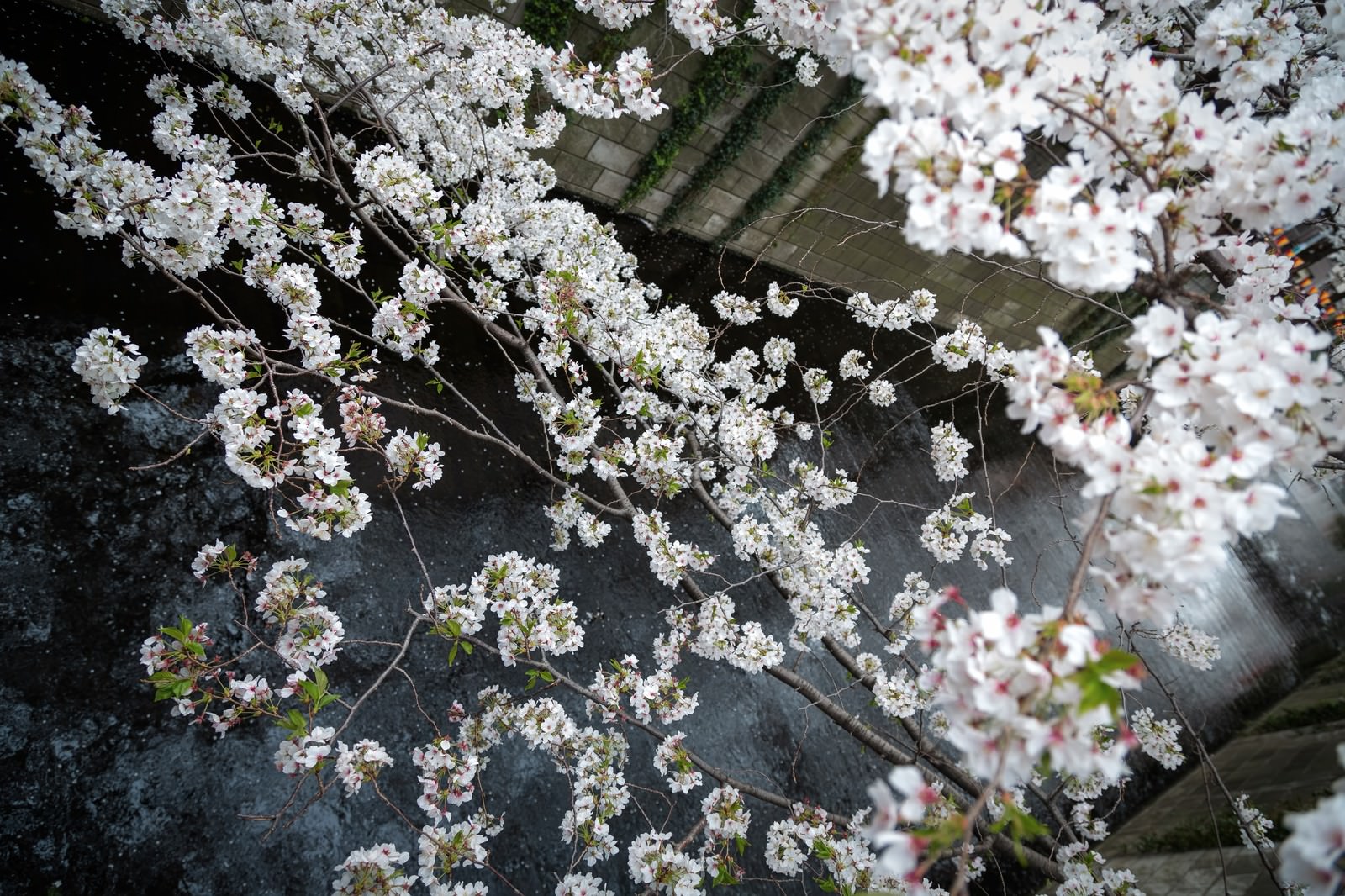 花びらが浮かぶ目黒川と桜