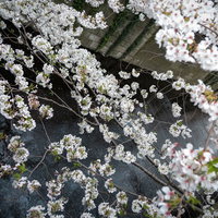 目黒川の水面に桜の花びらが浮かぶ春の花見スポットの写真