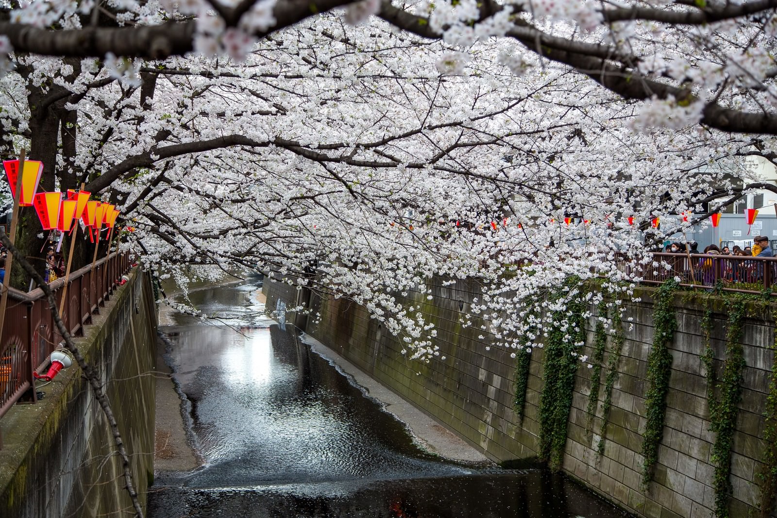 目黒川に連なる桜のピンクの壁